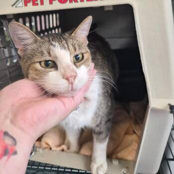 Snickers -  Domestic Short Hair Cat for Adoption in Montgomery, Alabama - Snickers | PetCurious
