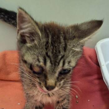 Coconut -  Domestic Short Hair Cat for Adoption in Zanesville, Ohio - Coconut | PetCurious