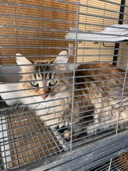 Domestic Long Hair Cats Available for Adoption - Fancyfur | PetCurious