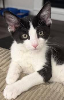 Ferris W -  Domestic Short Hair Cat for Adoption in North Highlands, California - Ferris W | PetCurious