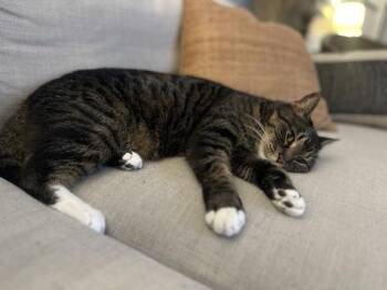 Honey Jr. -  Domestic Short Hair Cat for Adoption in New York, New York - Honey Jr. | PetCurious