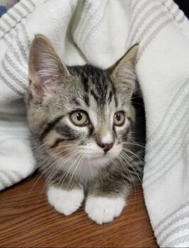 Tabby Kitten (cc 7217) -  Domestic Short Hair Cat for Adoption in West Orange, New Jersey - Tabby Kitten (cc 7217) | PetCurious