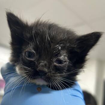 Rain -  Domestic Short Hair Cat for Adoption in Newark, New Jersey - Rain | PetCurious
