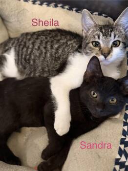 Rescue Domestic Short Hair Cats for Adoption in Clarksville, Tennessee - Sheila & Sandra | PetCurious