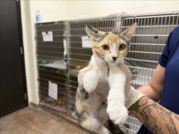 JUJU -  Domestic Short Hair Cat for Adoption in Santa Fe, New Mexico - JUJU | PetCurious