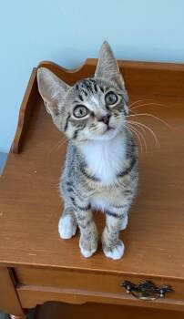 Rescue Domestic Short Hair Cats for Adoption in Washington Township, New Jersey - Karma | PetCurious