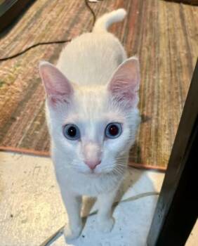 Eddie, Vana & Hovik -  Domestic Short Hair Cat for Adoption in Closter, New Jersey - Eddie, Vana & Hovik | PetCurious