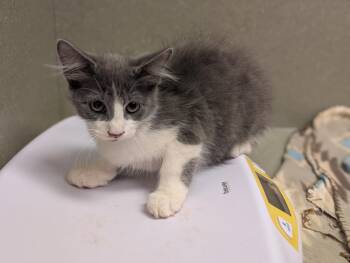 Rescue Domestic Medium Hair Cats for Adoption in Moreno Valley, California - A544097 | PetCurious