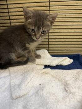 Annie -  Domestic Short Hair Cat for Adoption in Vero Beach, Florida - Annie | PetCurious