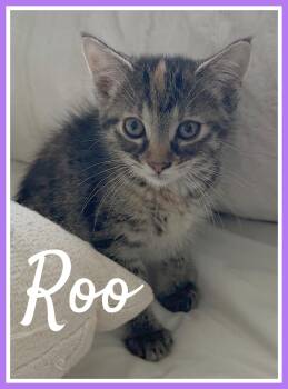 Roo -  Domestic Short Hair Cat for Adoption in Valley City, North Dakota - Roo | PetCurious
