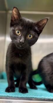Rescue Domestic Short Hair Cats for Adoption in Danielsville, Georgia - Kiki | PetCurious