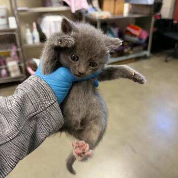 Pebble -  Domestic Short Hair Cat for Adoption in Reno, Nevada - Pebble | PetCurious