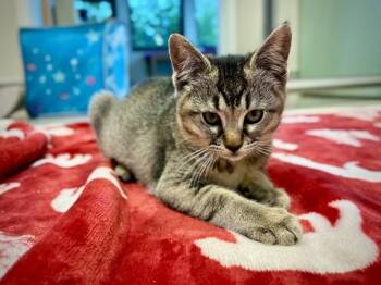 Edra -  Domestic Short Hair Cat for Adoption in Portland, Oregon - Edra | PetCurious