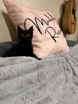 Flicker -  Domestic Short Hair Cat for Adoption in Wyoming, Michigan - Flicker | PetCurious