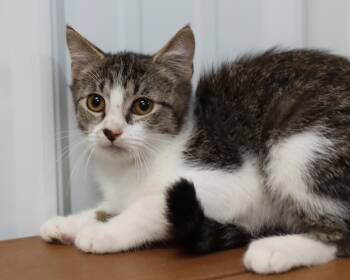 Rescue Domestic Short Hair Cats for Adoption in Lancaster, Ohio - Tofu | PetCurious