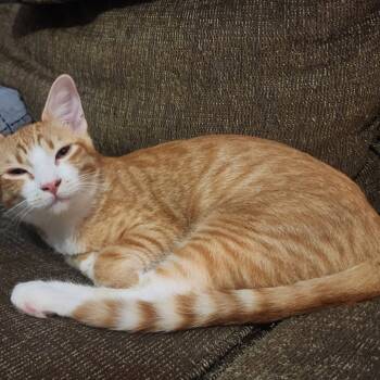 Rescue Domestic Short Hair Cats for Adoption in Hackett, Arkansas - Cobb | PetCurious