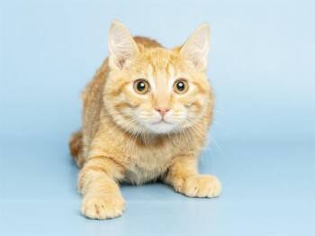 SUZIE -  Domestic Short Hair Cat for Adoption in Phoenix, Arizona - SUZIE | PetCurious