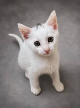 Macaron -  Domestic Short Hair Cat for Adoption in Lemoyne, Pennsylvania - Macaron | PetCurious