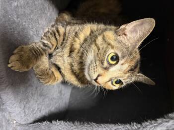 Dot -  Domestic Short Hair Cat for Adoption in North Haledon, New Jersey - Dot | PetCurious