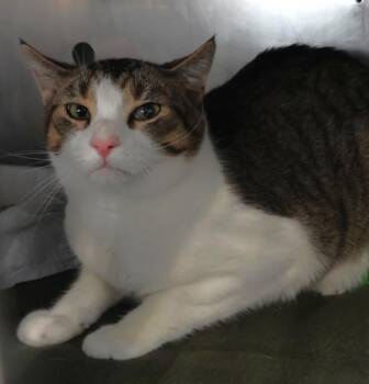 Domestic Short Hair Cats Available for Adoption in Thief River Falls, Minnesota - Egg | PetCurious