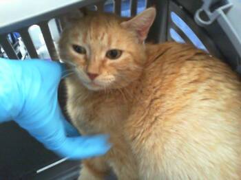 Domestic Short Hair Cats Available for Adoption in Charlotte, North Carolina - TIGER LILLY | PetCurious