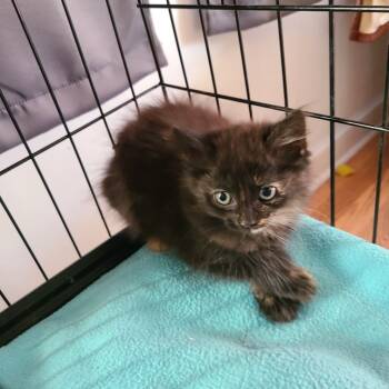 Rescue Domestic Medium Hair Cats for Adoption in Woodstock, Virginia - Autumn Hill | PetCurious