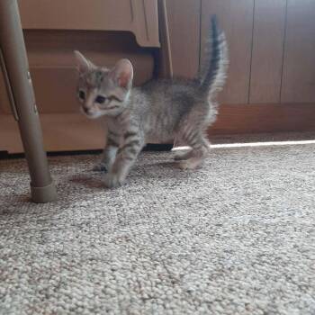 Linda kitten B -  Tabby Cat Available for Adoption in Snyder, Texas - Linda Kitten B | PetCurious