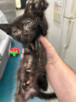 Gomez -  Domestic Short Hair Cat for Adoption in Mobile, Alabama - Gomez | PetCurious