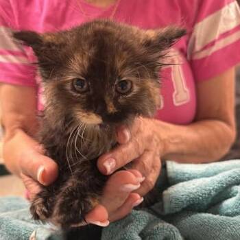 Aicy -  Domestic Long Hair Cat for Adoption in Fredericksburg, Virginia - Aicy | PetCurious