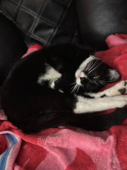 Rescue Domestic Short Hair Cats for Adoption in Trenton, New Jersey - Luka | PetCurious