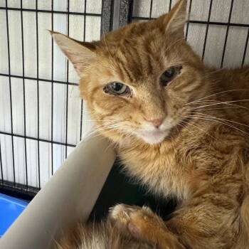 Domestic Short Hair Cats Available for Adoption - Garfield | PetCurious