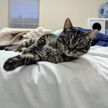 Domestic Short Hair Cats Available for Adoption in Justin, Texas - Tigger | PetCurious