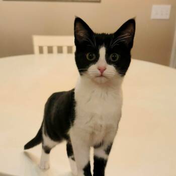 Daphne -  Domestic Short Hair and Tuxedo Cat for Adoption in Brierfield, Alabama - Daphne | PetCurious