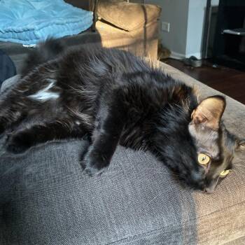 Shadow - Home to Home -  Domestic Long Hair Cat for Adoption in South Elgin, Illinois - Shadow - Home To Home | PetCurious