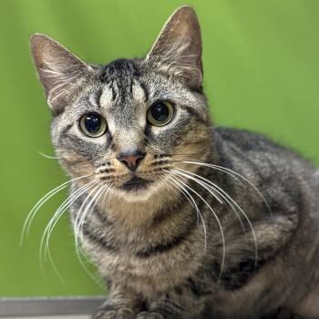Caramel Swirl -  Domestic Short Hair Cat for Adoption in Philadelphia, Pennsylvania - Caramel Swirl | PetCurious