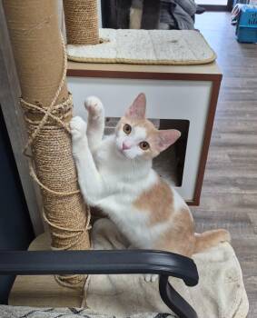 Paris -  Domestic Short Hair Cat Available for Adoption in Rome, Georgia - Paris | PetCurious
