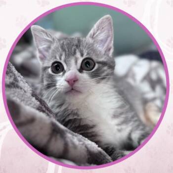 Vespa -  Domestic Short Hair Cat for Adoption in Toms River, New Jersey - Vespa | PetCurious