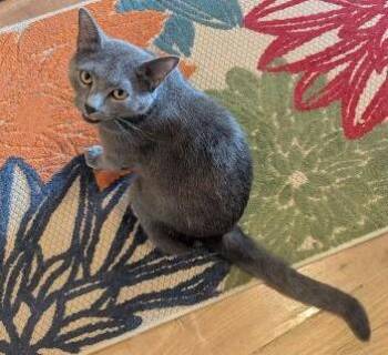 KAI - HANDSOME INTERACTIVE ATTENTION-SEEKING BLUE BOY -  Domestic Short Hair and Russian Blue Cat for Adoption in Plano, Texas - KAI - HANDSOME INTERACTIVE ATTENTION-SEEKING BLUE BOY | PetCurious