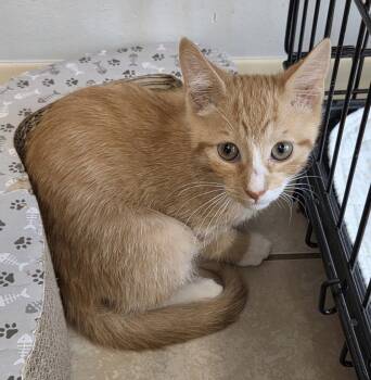 Dungeness -  Domestic Short Hair Cat for Adoption in INDN HBR BCH, Florida - Dungeness | PetCurious