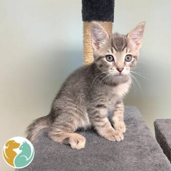 Plunk -  Domestic Short Hair Cat for Adoption in Toledo, Ohio - Plunk | PetCurious