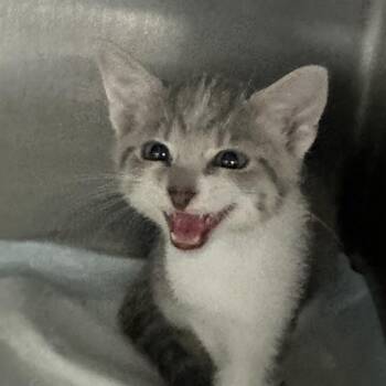 Fang -  Domestic Short Hair Cat for Adoption in Corbin, Kentucky - Fang | PetCurious
