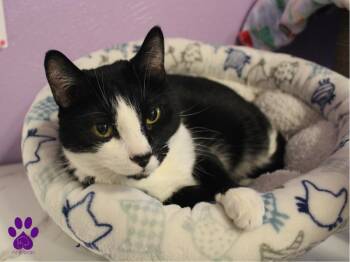 Rescue Domestic Short Hair Cats for Adoption in Missoula, Montana - Sunshine | PetCurious
