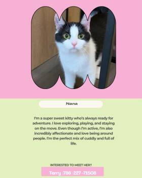 Nana -  Domestic Short Hair Cat for Adoption in Coral Gables, Florida - Nana | PetCurious