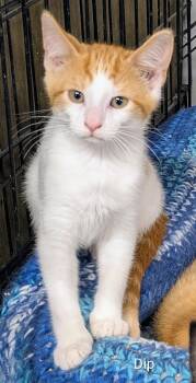 Dip -  Domestic Short Hair Cat for Adoption in Mears, Michigan - Dip | PetCurious