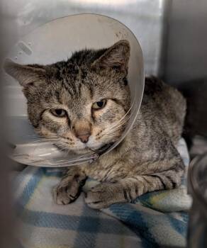 Zuko (Neutered) -  Tabby and Domestic Short Hair Cat for Adoption in Marietta, Ohio - Zuko (Neutered) | PetCurious