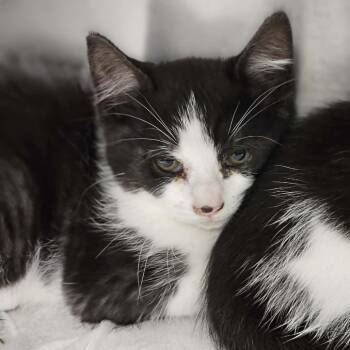 Domestic Short Hair Cats Available for Adoption in Martinsville, Virginia - Bluebell | PetCurious
