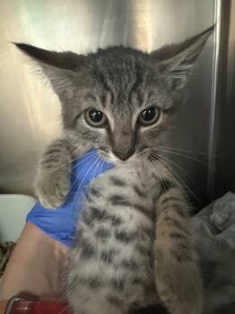 Rescue Domestic Short Hair Cats for Adoption in Pomona, New York - Clyde | PetCurious