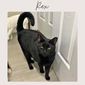 Domestic Short Hair Cats Available for Adoption - REX | PetCurious