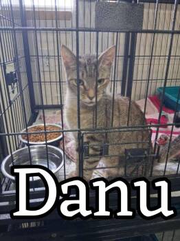 Domestic Short Hair Cats Available for Adoption in Hillsboro, Ohio - Danu | PetCurious