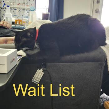 Simon -  Domestic Short Hair Cat for Adoption in Livingston, Texas - Simon | PetCurious